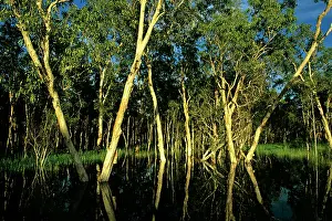 Paperbark: Paperbark Swamp (M.leucadendra)