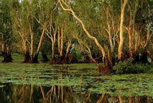 Nelumbo: Paperbark swamp with Waterlilies (Nymphea violacea)