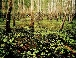 Paperbark: Paperbark swamp - Wet season