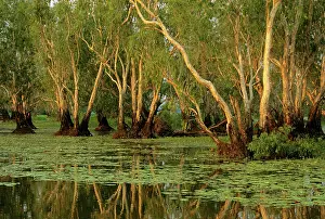 Nelumbo: Paperbark swamp at Yellow Water - Kakadu National