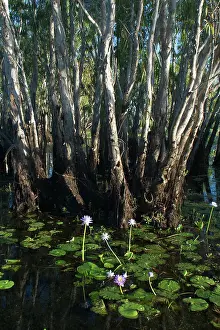 Paperbark: Paperbark trees - and waterlilies
