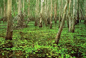 Paperbark: Paperbarks in swamp during the Wet Kakadu National Park