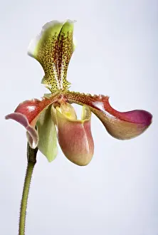 Paphiopedilum: Paphiopedilum Orchid