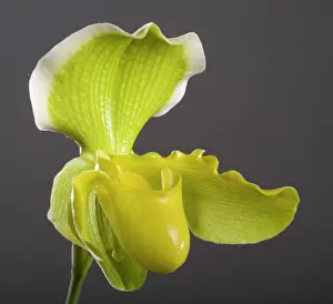 Paphiopedilum: Paphiopedilum - Orchid