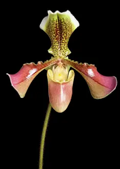 Paphiopedilum: Paphiopedilum Orchid