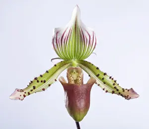 Paphiopedilum: Paphiopedilum Orchid
