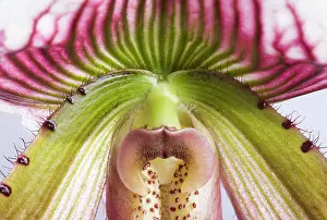 Paphiopedilum: Paphiopedilum Orchid - Anthere - Tropical Asia