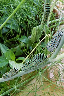 Leave: Papilio machaon larvae (butterfly of the