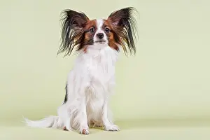 Sable: Papillon, bitch, 18 months, white sable Papillon