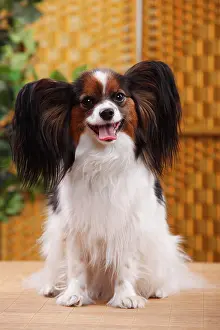 Papillon: Papillon, bitch, butterfly dog, continental dwarf
