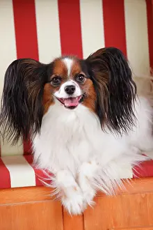 Papillon: Papillon, butterfly dog, continental dwarf spaniel