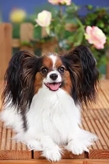 Papillon: Papillon, butterfly dog, continental dwarf spaniel