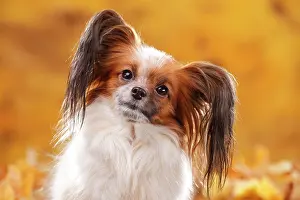 Papillon: Papillon, butterfly dog, continental dwarf spaniel