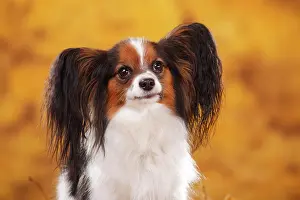 Papillon: Papillon, butterfly dog, continental dwarf spaniel