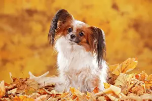 Papillon: Papillon, butterfly dog, continental dwarf spaniel