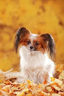Papillon: Papillon, butterfly dog, continental dwarf spaniel