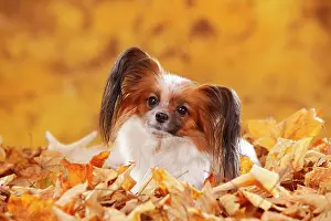 Papillon: Papillon, butterfly dog, continental dwarf spaniel