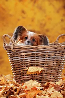 Comical: Papillon, butterfly dog, continental dwarf spaniel