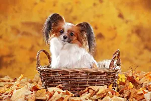 Papillon: Papillon, butterfly dog, continental dwarf spaniel