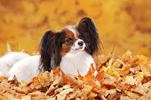 Papillon: Papillon, butterfly dog, continental dwarf spaniel