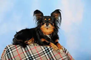 Patterned: Papillon-Chihuahua crossbreed, hybrid, lying on