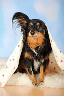 Crossbreed: Papillon-Chihuahua crossbreed, hybrid, lying under