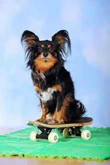 Equipment: Papillon-Chihuahua crossbreed, hybrid, sitting on