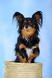 Crossbreed: Papillon-Chihuahua crossbreed, hybrid, standing