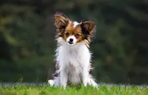 Papillons: Papillon dog