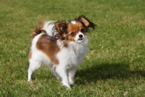 Papillons: Papillon dog