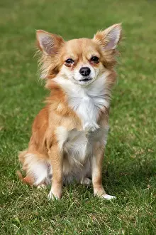 Papillons: Papillon dog