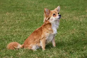 Papillons: Papillon dog