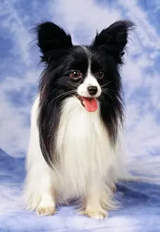 Beards: Papillon Dog