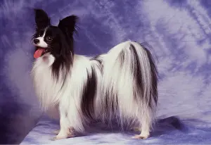 Papillon: PAPILLON DOG