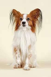 Sable: Papillon dog, 7 years, color White Sable Papillon