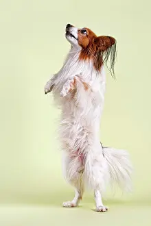 Papillon: Papillon dog, 7 years, color white sable, standing