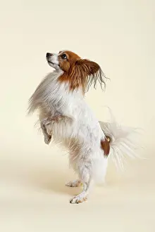 Sable: Papillon dog, male, 7 years, colour white sable
