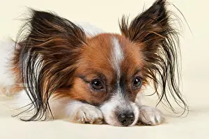 Sable: Papillon, male, 18 months, white sable Papillon
