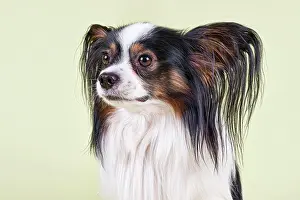 Papillon: Papillon, male, 4 years, tricolor Papillon, R&, xfc;de