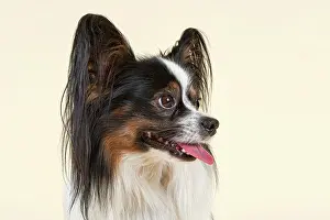 Papillon: Papillon, male, 4 years, tricolor Papillon, R&, xfc;de