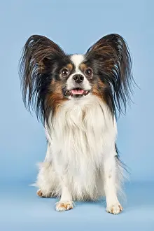 Papillon: Papillon, male, 4 years, tricolour Papillon, R&, xfc;de