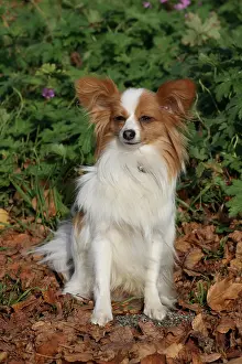 Papillon: Papillon sitting in autumn leaves Papillon im Herbstlaub