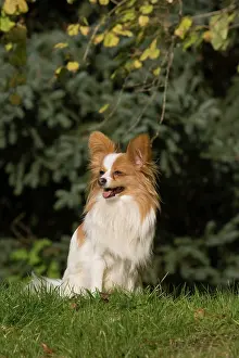 Papillon: Papillon sitting on a meadow Papillon sitzt auf