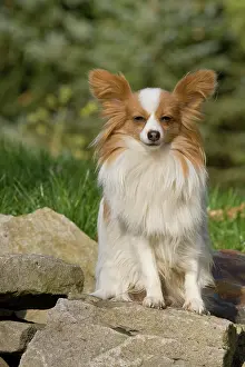 Einem: Papillon sitting on a rock Papillon sitzt auf einem