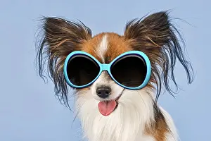 300719: Papillon White Sable Dog, puppy 18 months old wearing