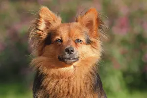 Papillon: Papillon Yorkshire Mongrel, bitch 2 years, portrait