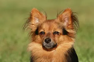 Papillon: Papillon Yorkshire Mongrel, bitch 2 years, portrait