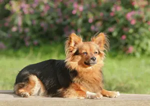 Papillon: Papillon Yorkshire Mongrel, bitch, 2 years, lying