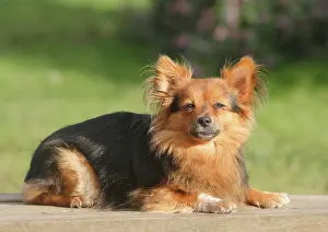 Papillon: Papillon Yorkshire Mongrel, bitch, 2 years, lying