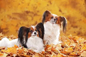 Papillons: Papillons, butterfly puppies, continental dwarf